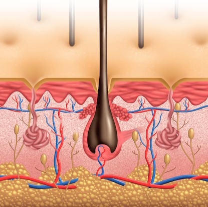 hair follicles